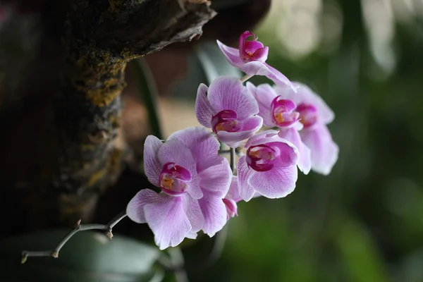 Anggrek — Stok Foto