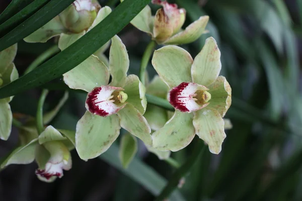 Orchids — Stock Photo, Image