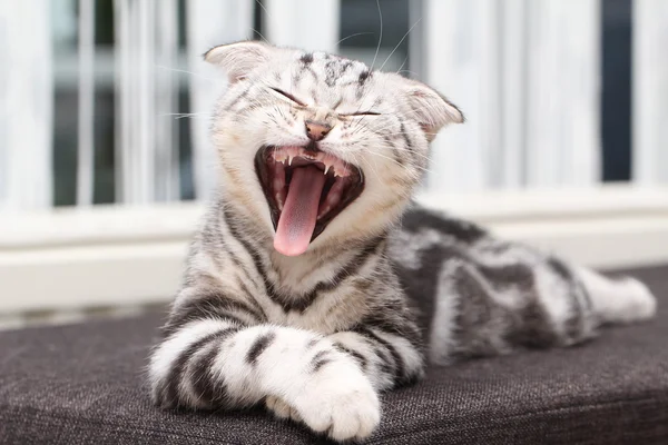 Britânico gato shorthair — Fotografia de Stock