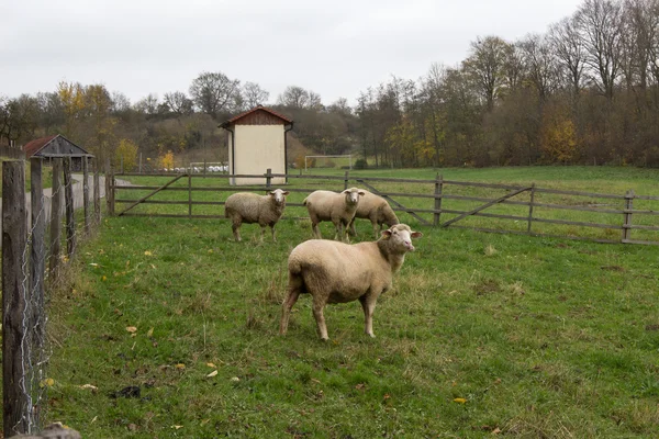 Овцы — стоковое фото