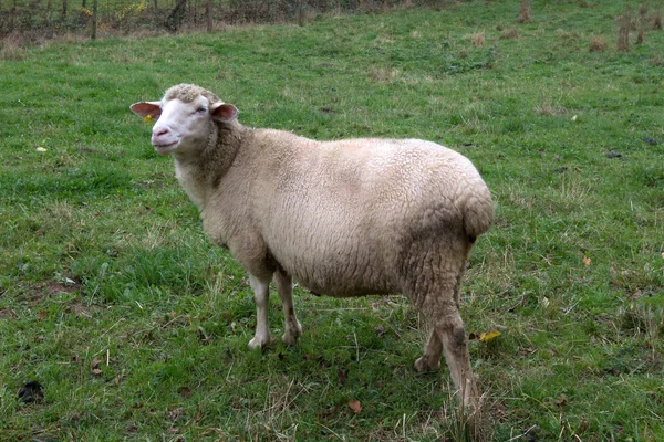 Sheep — Stock Photo, Image