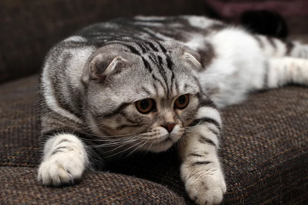 Britânico gato shorthair — Fotografia de Stock