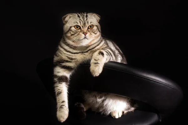 Britânico gato shorthair — Fotografia de Stock