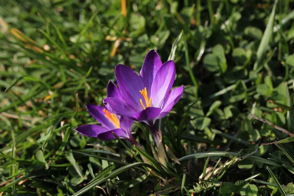 Crocuses — Stock Photo, Image