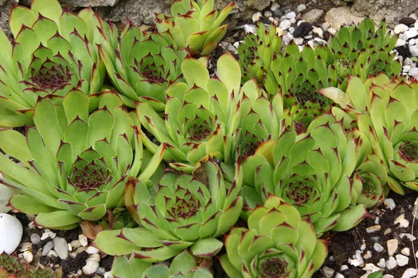 Sempervivum — Stok Foto