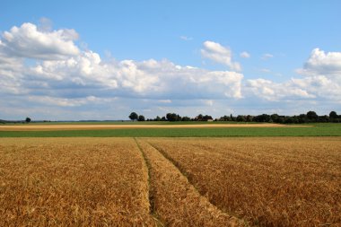 Buğday alanları / olgun buğday alan bir yaz gününde.