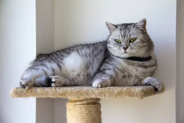 Retrato de un gato doméstico de cerca — Foto de Stock