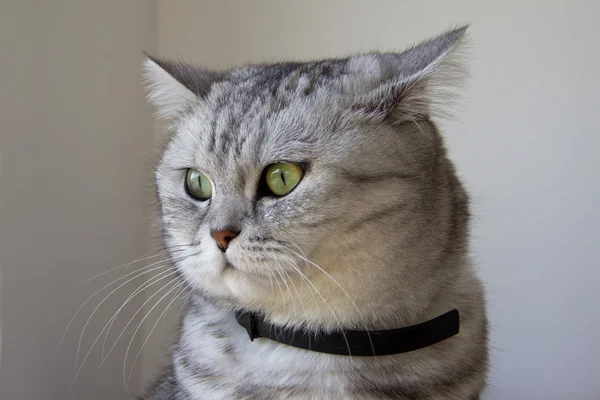 Portrait of a domestic cat closeup — Stock Photo, Image