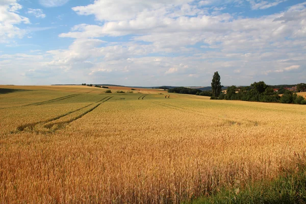 Pola pszenicy / dojrzałej pszenicy pola w letni dzień. — Zdjęcie stockowe