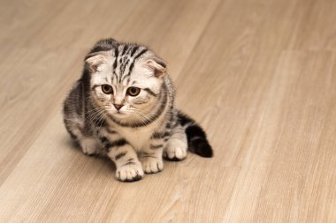 İngiliz kısa hava kedisi