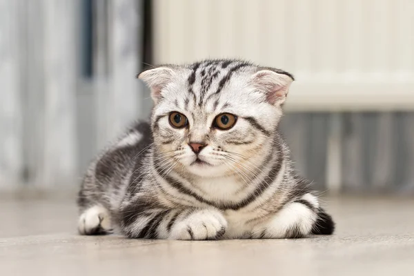 Britânico gato shorthair — Fotografia de Stock