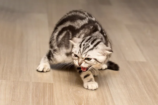 Britânico gato shorthair — Fotografia de Stock