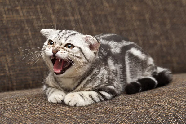 Britânico gato shorthair — Fotografia de Stock