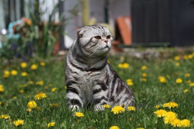 İngiliz kısa hava kedisi