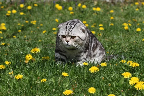 British Shorthair Cat — Stock Photo, Image