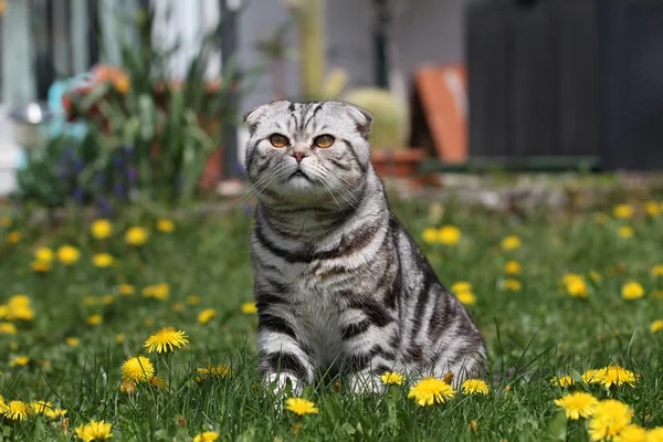 British Shorthair Cat — Stock Photo, Image