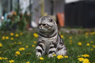 İngiliz kısa hava kedisi