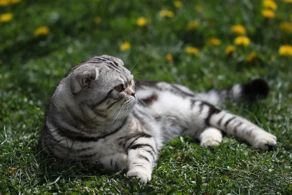 Britânico gato shorthair — Fotografia de Stock