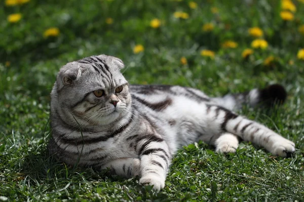 British Shorthair Cat — Stock Photo, Image