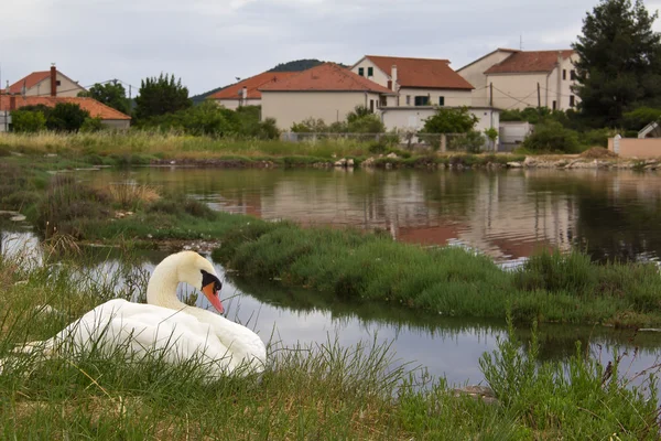 The village on the Adriatic Sea near Sibenik (Croatia). — Stock Photo, Image