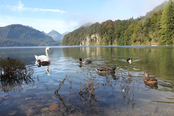 Lac Hohenschwangau — Photo