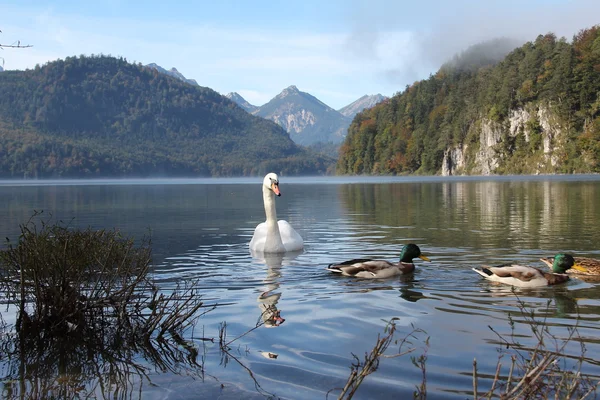 Lac Hohenschwangau — Photo