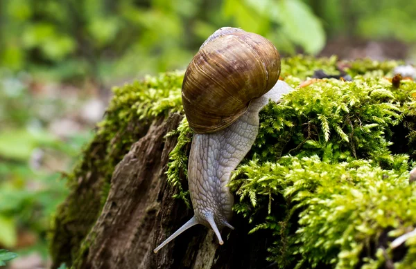 Snails crawling slowly — Stock Photo, Image