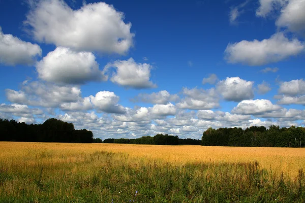 Buğday tarlasıyla yaz manzarası — Stok fotoğraf