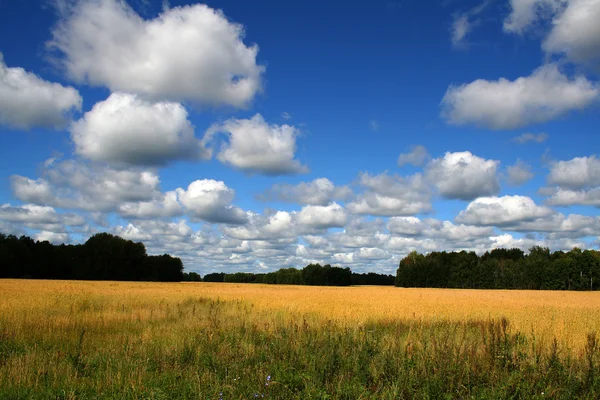 Paisagem de verão com campo de trigo — Fotografia de Stock