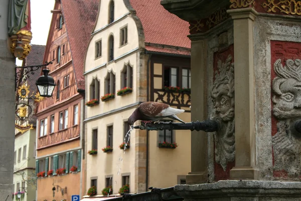 Städtischen Taube Trinkwasser aus einem Brunnen — Stockfoto