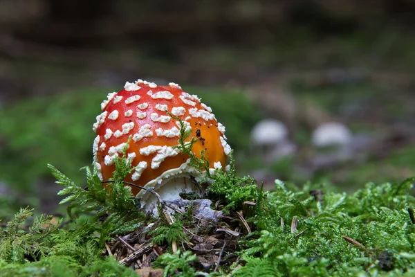 Amanita. . — Fotografia de Stock