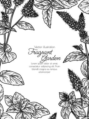 İşleme tarzında çiçek açan bir nane çalısının vektör çizimi