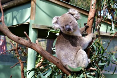 Ağaçtaki koala.