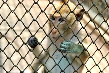 Küçük maymun Hayvanat Bahçesi