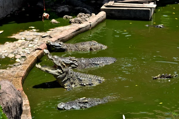 Hayvanat bahçesinde timsah