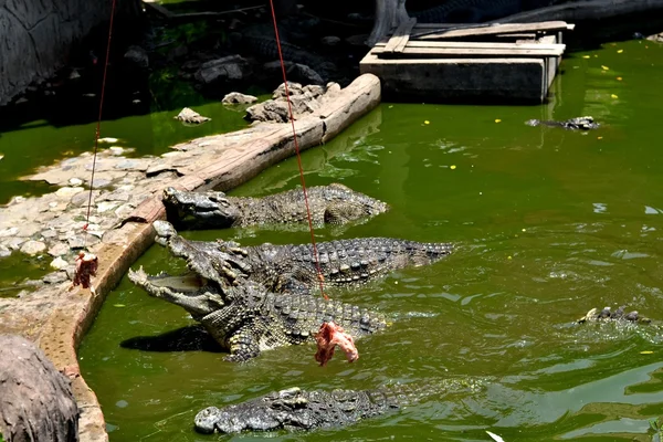 Hayvanat bahçesinde timsah