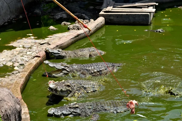 Hayvanat bahçesinde timsah