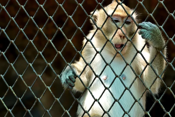 Küçük maymun Hayvanat Bahçesi