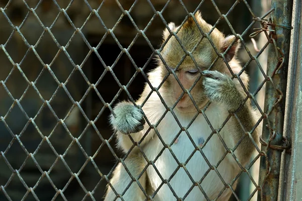 Küçük maymun Hayvanat Bahçesi