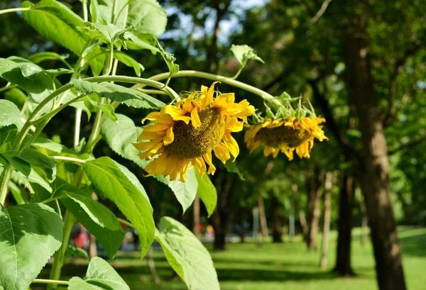 Bahçedeki ayçiçeği