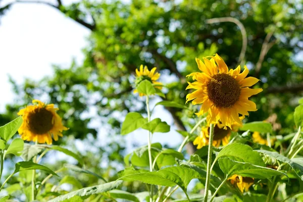 Bahçedeki ayçiçeği