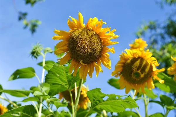 Bahçedeki ayçiçeği
