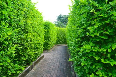 Parktaki labirent bahçesi