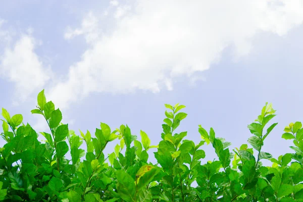 Gökyüzü ile küçük bitki