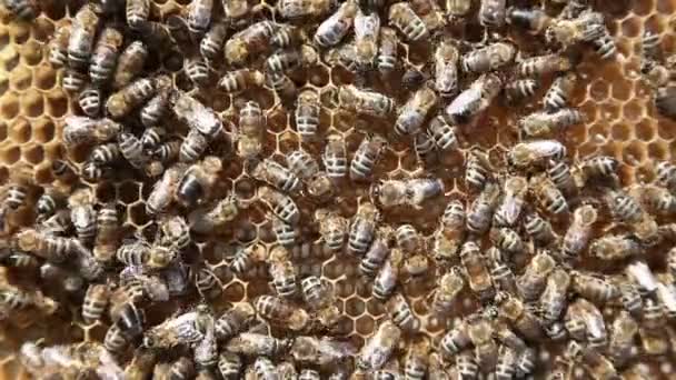 Εργασίας μελισσών στις κηρήθρες. Μελισσοκομία — Αρχείο Βίντεο