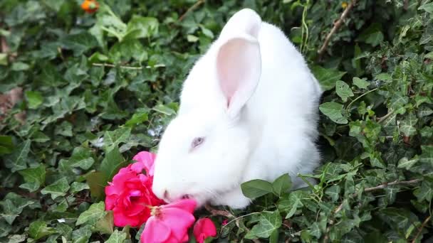 Conejo blanco come una rosa — Vídeo de stock