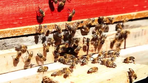 Abejas trabajadoras en panales. Apicultura — Vídeo de stock