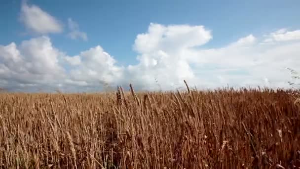 Tarweveld klaar om te worden geoogst — Stockvideo