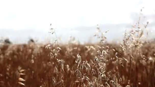 Campo de trigo pronto a ser colhido — Vídeo de Stock