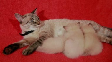 Anne kedi ve kedi yavruları.